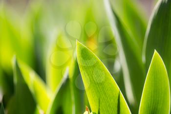 leaves of grass in nature. Macro