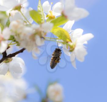 bee on flowers tree. macro