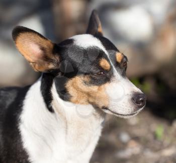 dog's face with spots