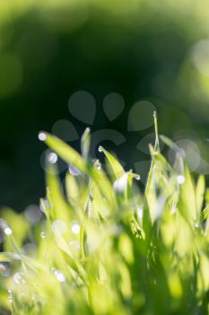 beautiful dew on the grass
