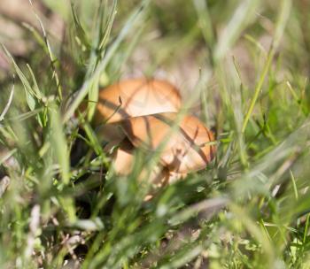 mushrooms in the grass outdoors