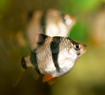 fish in the aquarium