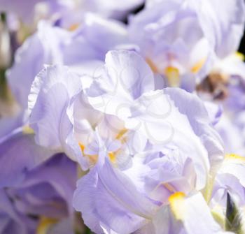 iris flower on nature