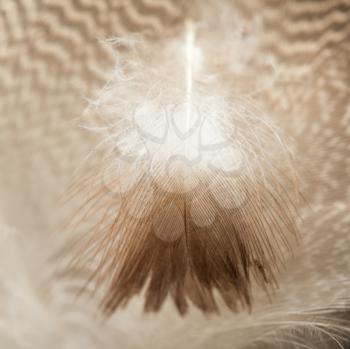 duck feathers as a background. macro