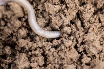 earthworms on soil. macro