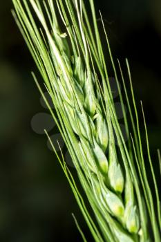 ear of green wheat. macro