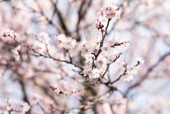 flowers on a tree in spring