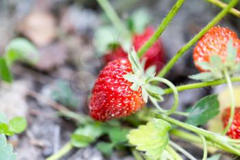 strawberry in nature