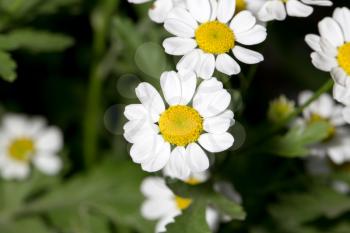 beautiful daisy flowers in nature