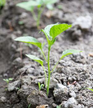 young plant in the ground pepper