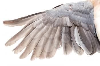 wing dove on white background