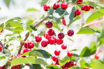 ripe red cherries on a tree branch