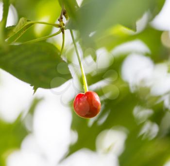 red cherry on nature