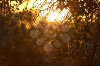 a beautiful sunset on a background of trees