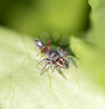 spider eating an ant. macro