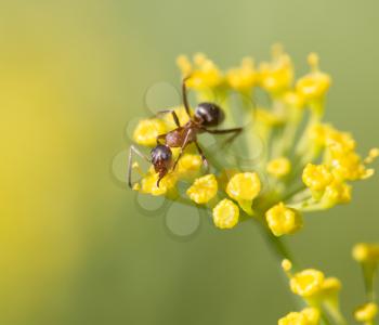 ant in nature. macro