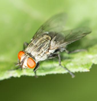 fly. macro