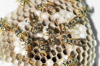 Wasp Nest with Pupae