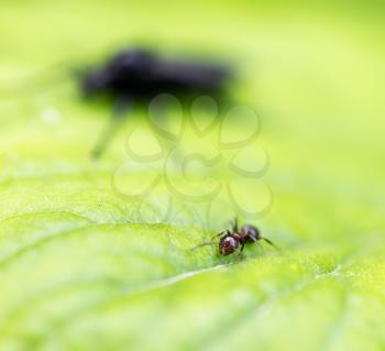 ant and beetle in nature. macro