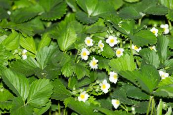strawberry flowers in nature