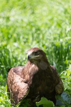 bird hawk nature