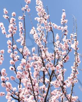 beautiful flowers on the tree in nature