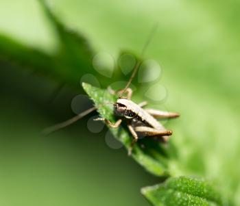 little grasshopper in nature. macro