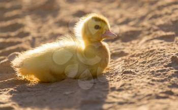 little duckling in nature