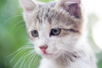 portrait of kitten