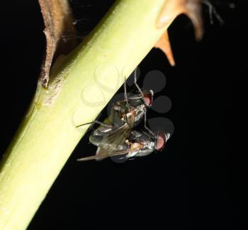 Close up of couple flies mating on leaf