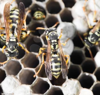 Wasps on comb