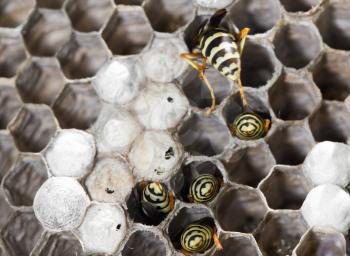 Wasps on comb