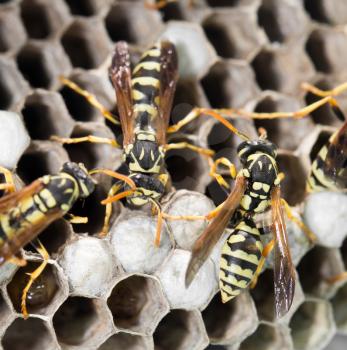 Wasps on comb