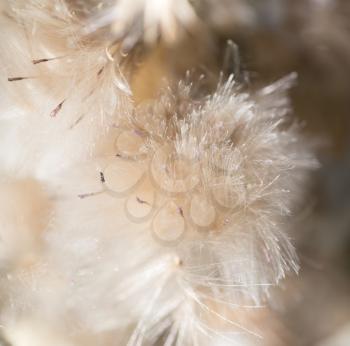 fluff from a dandelion on a plant