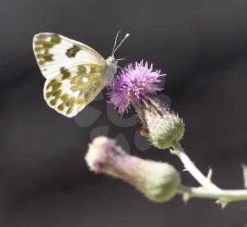 beautiful butterfly in nature