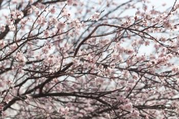 flowers on a tree in spring