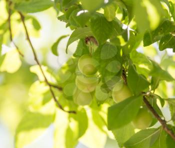 unripe plums on the tree