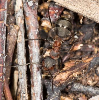 ant in nature. close-up