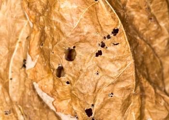 background of dry leaf in the nature. close-up