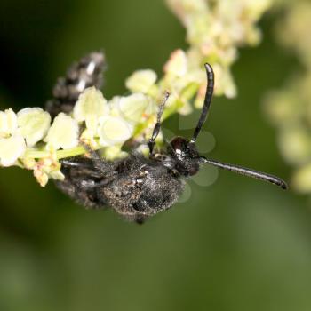 black bee on nature. close-up