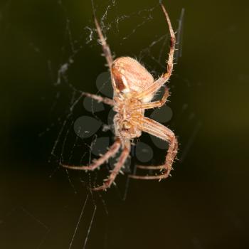 spider's web. close-up