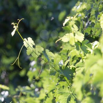 branches with leaves grapes in nature