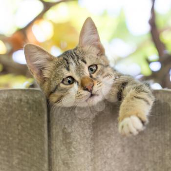 Portrait of a kitten in nature