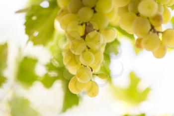 ripe grapes on the nature