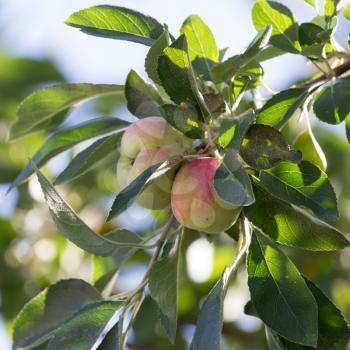 apples on the tree