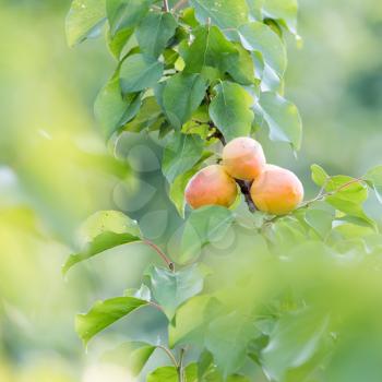 apricots on the tree in nature