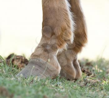 the horse's hooves on the nature