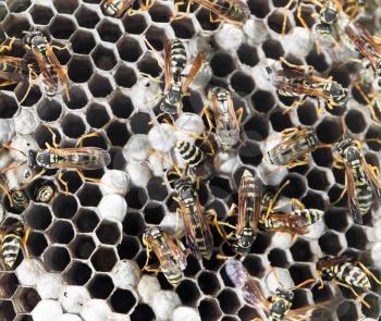 Wasps on comb