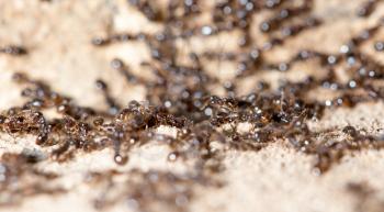 thousands of black ants on stony ground