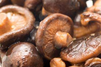 background of shiitake mushrooms